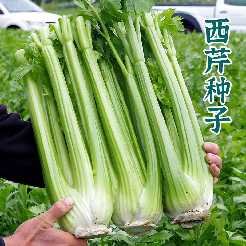 Great celery seed fragrant cress seed Ventura cress seed Season Spring Sowing Potted Potted Vegetable Seedling of Vegetable Seedling