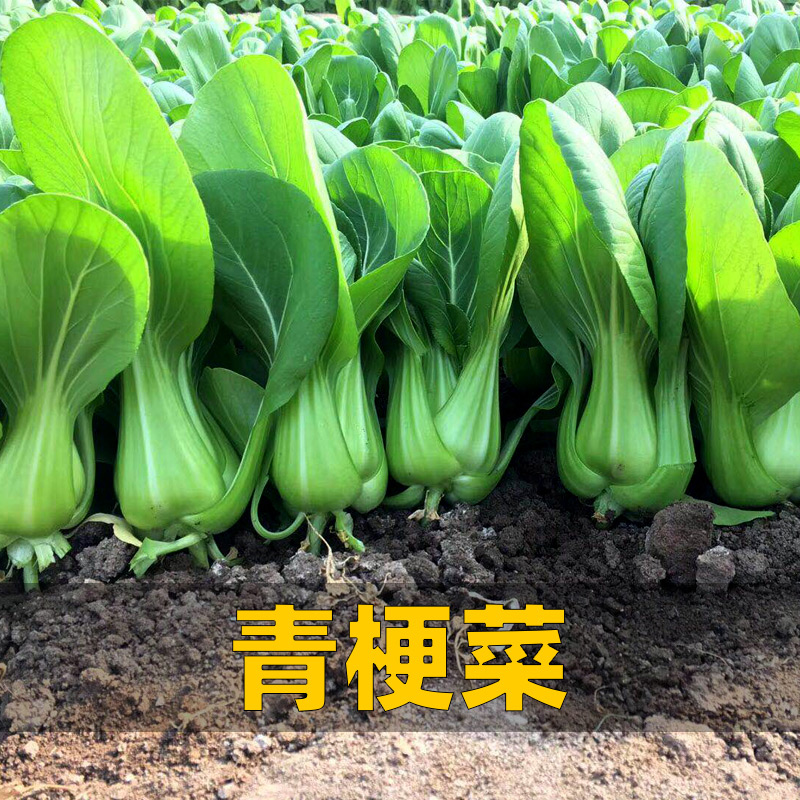 Degao Xialong No. 7 green stalk vegetable seed small rape chicken feather vegetable heat-resistant and cold-resistant seed four seasons cultivated vegetable larvae