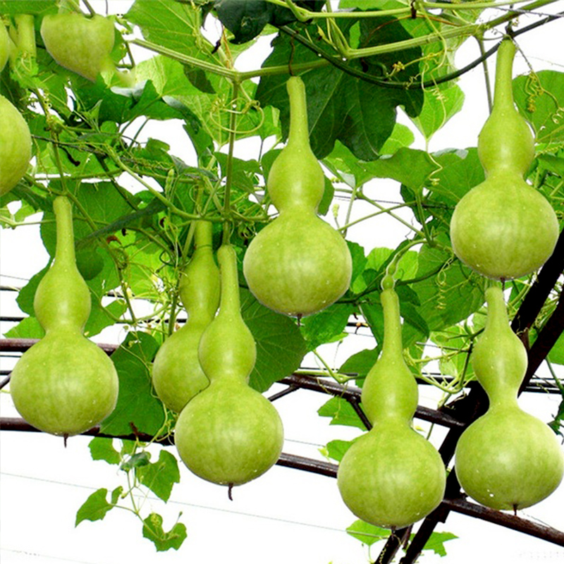 Hand-twisted gourd seeds Sub-waist seedlings Small giant seed larvae Ba Bao large wine ladle Wen play seedling Four seasons vines plants vegetables