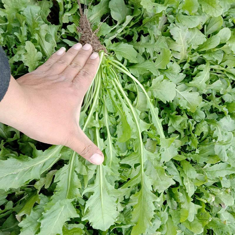 Shepherd's purse seed ji ji cai autumn and winter seasons balcony potted vegetables wild leaf vegetables farm vegetable seeds holes