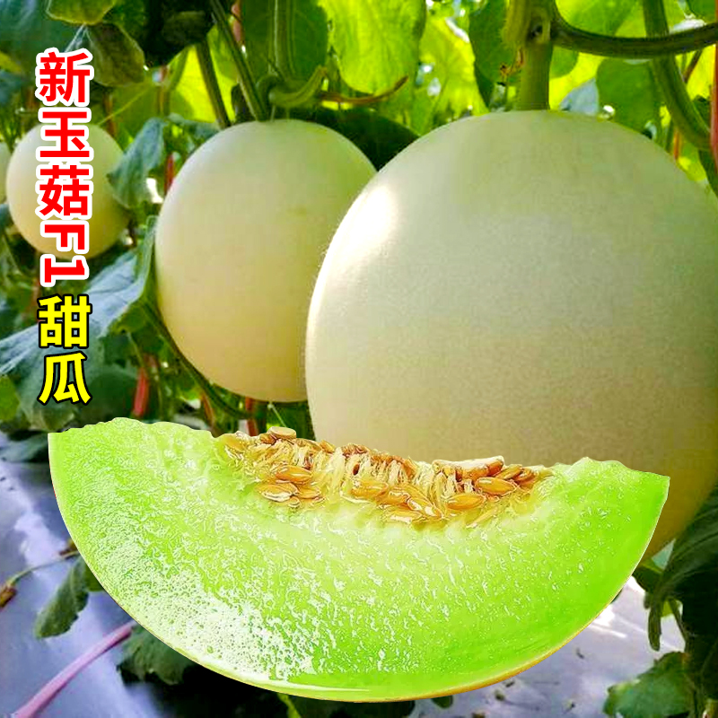 Xinyugu melon seeds early-maturing super sweet cantaloupe seeds cantaloupe four seasons vegetables potted rapeseed seedlings spring