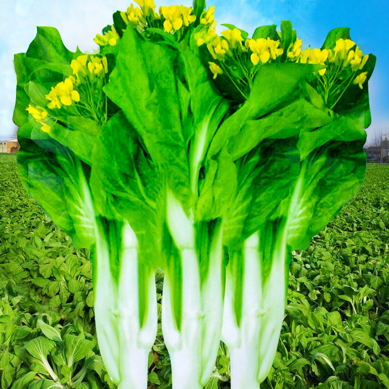 Sweet Cabbage seed vegetable seed core Guangdong Hubei small cabbage seed seed seed in four seasons