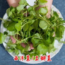 Watercress seeds watercress seeds Guangdong water mustard green vegetables balcony potted autumn Four Seasons perennial vegetables