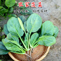 Spinach seeds large leaves farmers seeds vegetables balconies Four Seasons autumn and winter summer green vegetables