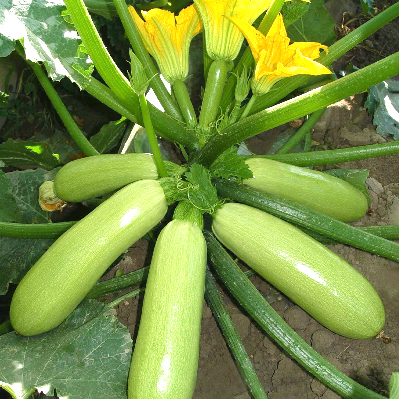 High-yield zucchini seedling balcony four seasons potted seedling vegetable spring banana melon seedling seedling seedlings
