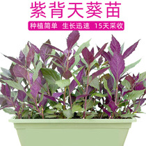Begonia fimbristipula Hance seedlings xue pi cai guan yin cai seedlings four seasons potted vegetable seedlings ming yue cao Golden mao cao South seedlings