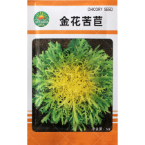 Golden flower endive seeds Heart leaves yellow white spring and autumn dew protected balcony four-season potted bitter chamomile seeds