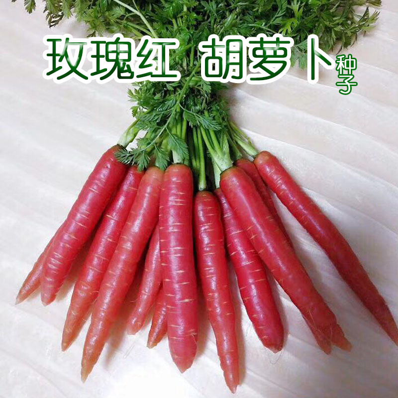 Rose Red Carrot Seed Red Purple Red Peel Fruit Turnip High-yield Four Potted Vegetable Seed-hole All-Taobao