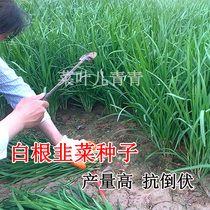 Farmhouse leaflet Leek High Yield white root Leek seed Hanzhong snow Leek seed high yield seed seed seed cold resistance heat resistance