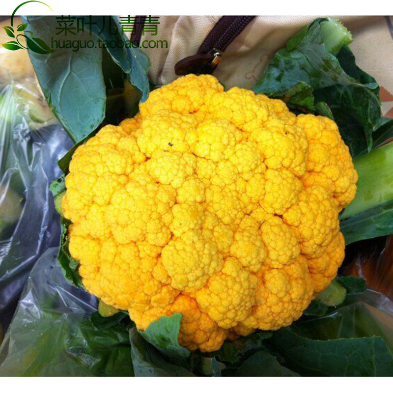特色黃色花椰菜神良金色菜花種子胡蘿蔔素含量超高新品種可生食