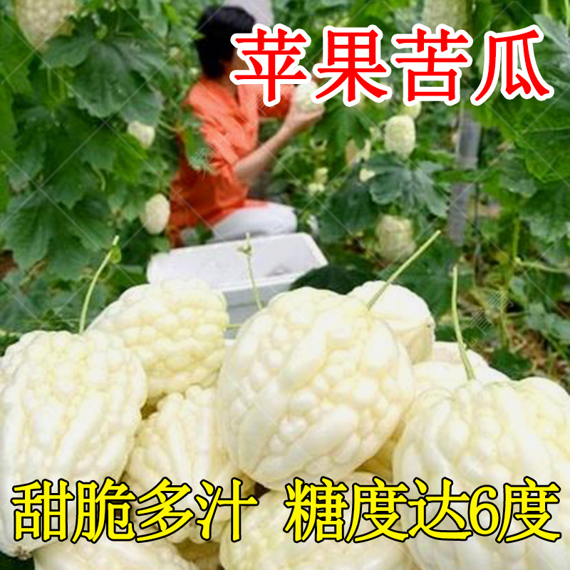 Taiwan Apple Bitter Melon Seed Miao Balcony Potted Seed Seed Hole Spring Season Vegetables Miao Fruits Vegetable Seedling Seedseed