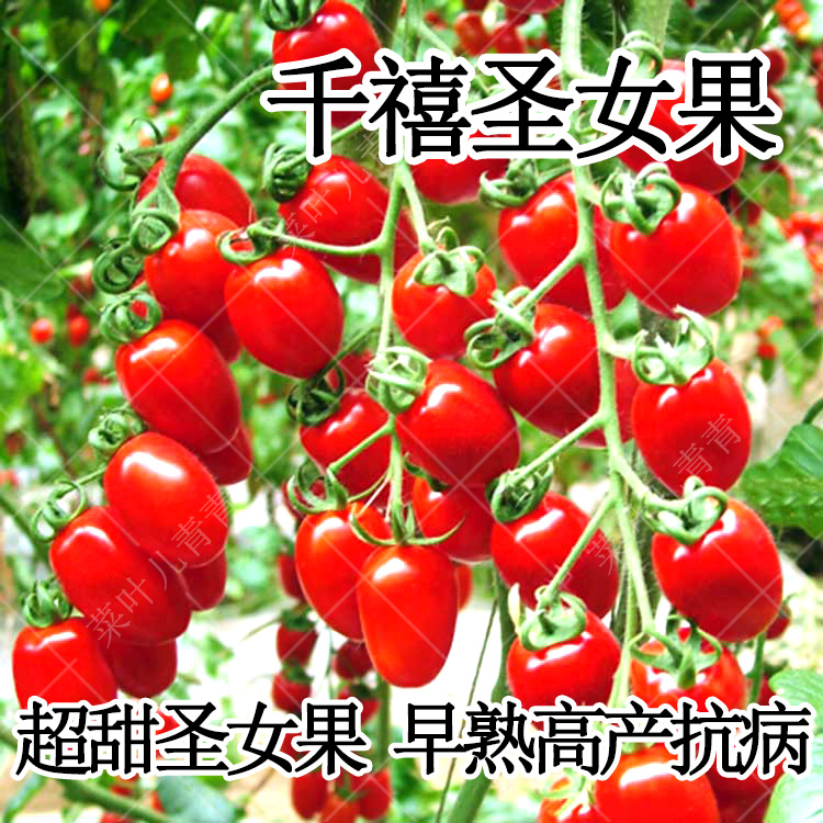 Millennium Cherry Tomato Seed Seedling Four Seasons Potted Seedling Vegetable Tomato Seed Seed Sycamore Seedling Small Tomato Seedling Encyclopedia