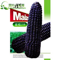 Purple waxy 208 waxy corn seed fresh-eating waxy corn Chinese Academy of Agricultural Sciences producer Shandong new varieties