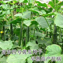 Fumong No. 4 heat-resistant cucumber seeds Fannong No. 1 Spring summer and autumn vegetables early-maturing and high-yield seed vegetables