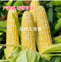 Super sweet corn seeds Dongfang sweet 1 sweet Jade 10 medium sweet 300 early mature fruit corn sweet seeds