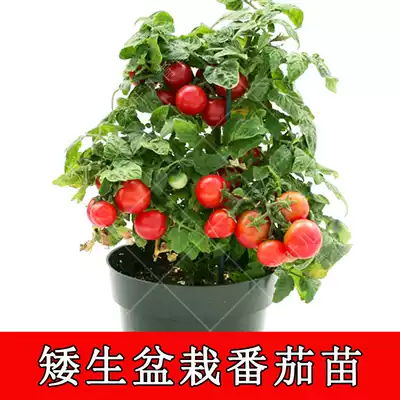 Dwarf small tomato seed seedling red and yellow cherry tomato Cherry Tomato Cherry fruit farmer vegetable seed balcony pot