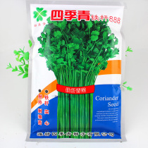 Four Seasons Green Iron 888 Cilantro Seeds Large Leaf Coriander Seeds Early Maturity and High Yield Autumn Potted Vegetables