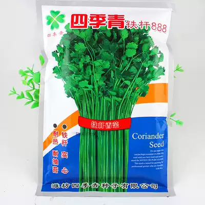 Four seasons green iron 888 coriander seeds large-leaf coriander flavor is strong, good quality, early ripening, disease-resistant and high yield