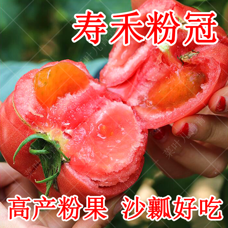 Tomato Seed Miao Pink Fruit Big Tomato Seed Hole Vegetable Seedlings Balcony All Season Potted Spring Rapeseed Great