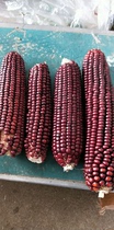 19 year large corn rod dragon cat rabbit Dutch pig guinea pig guinea rat hamster grinding teeth for 5 send one