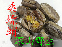 New collection of Mulberry cuttlebone wild mulberry cuttlebone herb octopus 1 100g