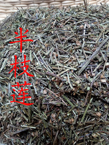 Scutellaria Barbata wild Scutellaria Barbata farmers pick up deep mountains produce 2 copies