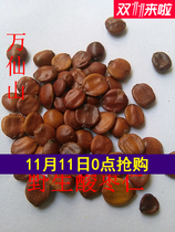 Henan Taihang Wild fried jujube seed calm sleep tea can be a powder farmer self-collected 250 grams