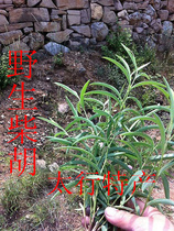 Wanxian Mountain Wild New North Chaihu Wild Chaihu Wild Chaihu Farmhouse Self-picking can be beaten deep mountain produced 2 copies
