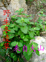 Rabdosia rubescens wild rabdosia rubescens dong ling cao cha throat clearing farm produce mining