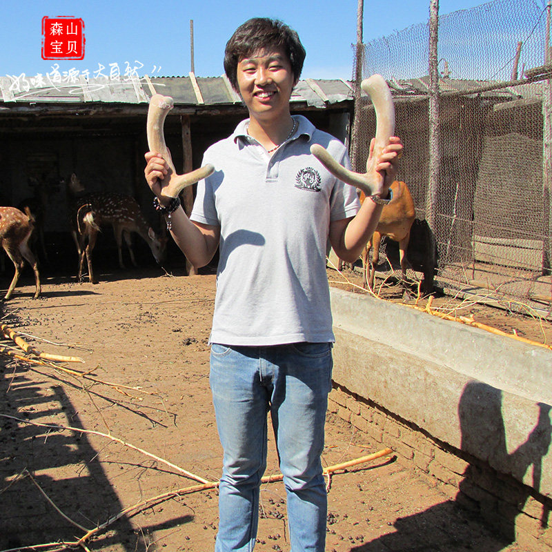 Changbai Mountain sika deer antler slices white powder slices whole branches sliced ​​antler PK blood slices red powder slices 2 parts fidelity