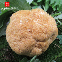 Northeast Hericium Erinaceus dried goods Hericium Erinaceus raised Wei Jiapin large dry northeast specialty New 250g three pieces