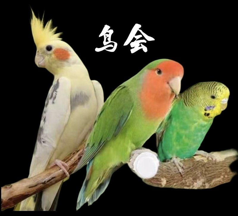 江苏鸟会