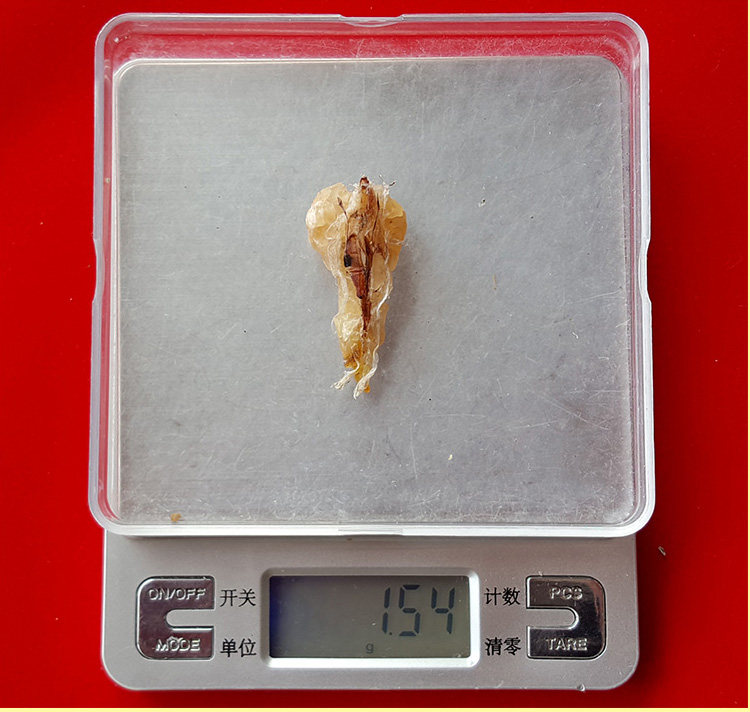 Детали масла снежного моллюска (два) _04.jpg