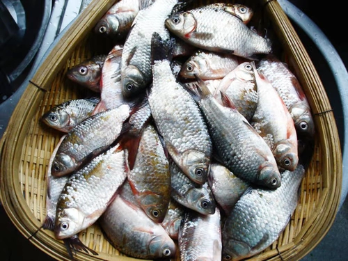 Специальные продукты Xuzhou Weishan Lake хрустящий ароматный сом