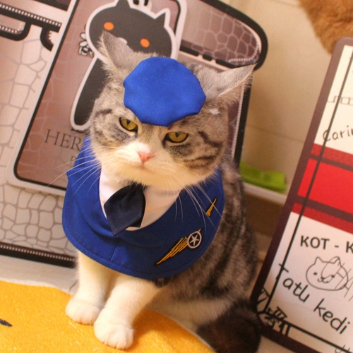 Спешить на облаках ~ Pet Pet Artist Artist Clothing Clatepe -Thepe Creative Cat Olde Шеф