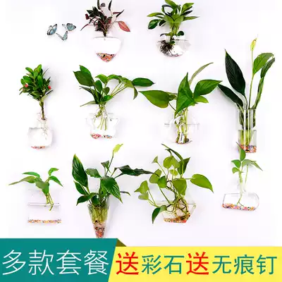 Transparent hydroponic glass hanging vase creative home wall decoration Golden Ge hydroponic plant wall vase