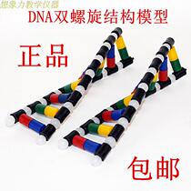 New DNA Double Helix Structural Model Components J3242 High School Bio Experimental Equipment Teaching Instruments