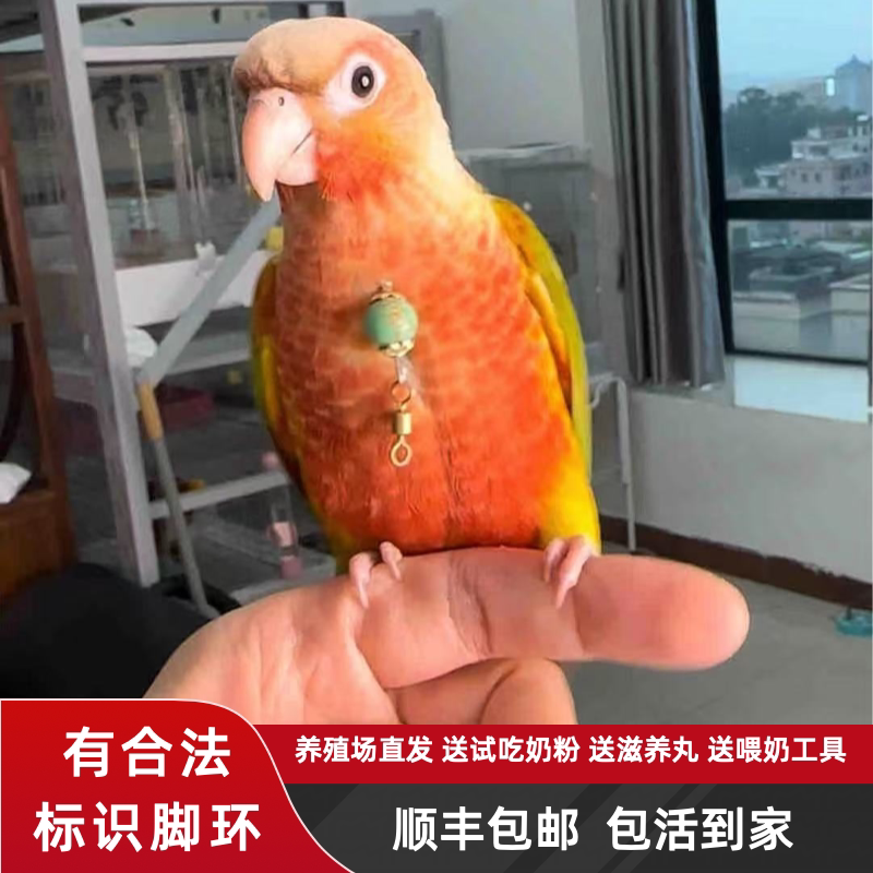 鹦鹉繁育中心