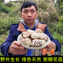 Small mushroom dry goods 500g Gutian farmhouse specialty mushroom cut foot basswood white mushroom fresh winter thick shiitake mushrooms