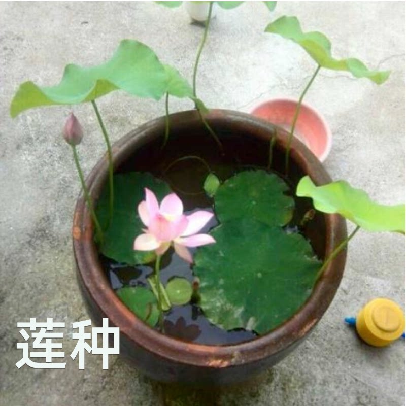 Lotus Seed.png