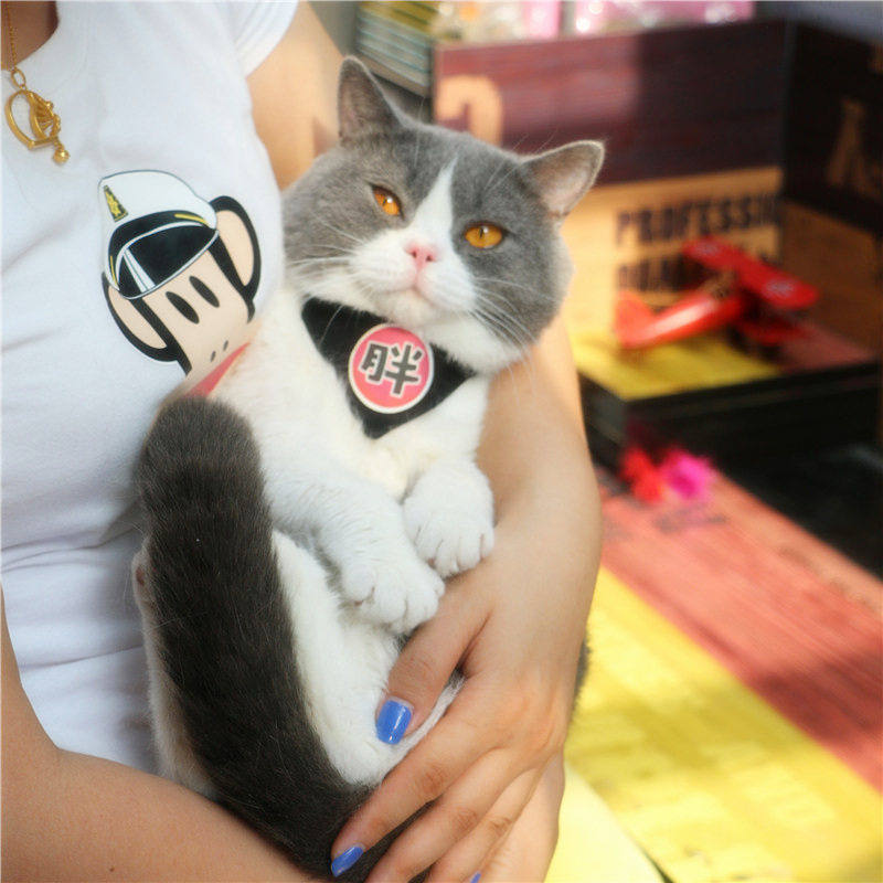 Cat Belle Puppy kitty Cat Triangle Scarlet Neck collar Pets Surrounding Pocket Red Mini Dog Cat with Splash Guard 1