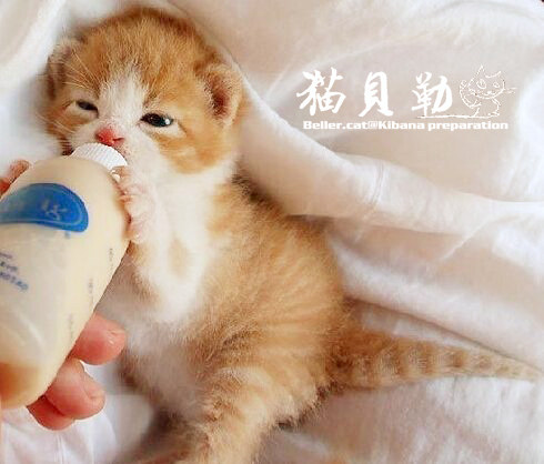 Cat Belle Pet Milk Bottle Small Milk Bottle Stray Young Cat Puppies Infant Cat Milk Bottle Infant Dog Cat Lacerator Kitty Pacifier