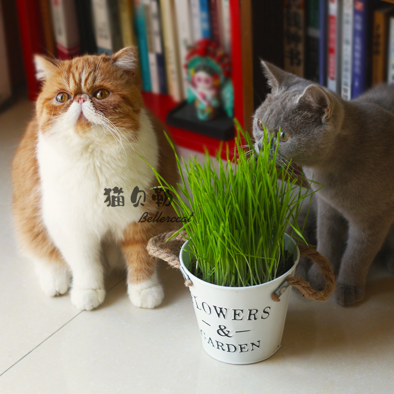 Cat Beller Man Growing Natural Cat Herb Value Set / Spotting Ball Configuration of Gastro Cat Strip Soil Set