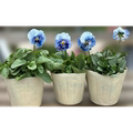 小花农花草坞的LOGO