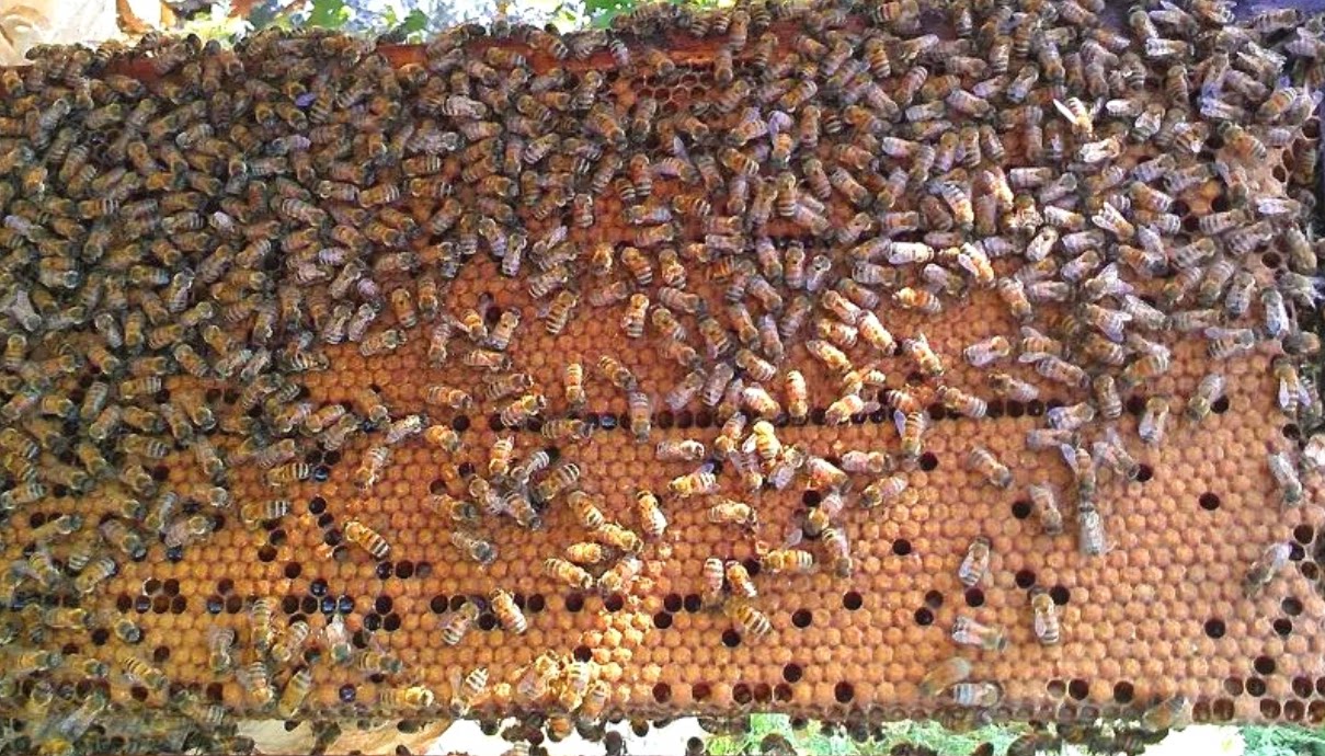 意蜂王安蜂：🐝高产蜂蜜的秘密武器，新手养蜂人的福音！👑-其它宠物-淘宝好物网