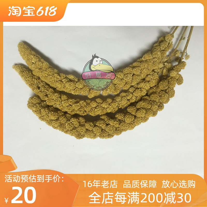 Small bird parrot snacks yellow millet ear grain of the grain of about 250 grams