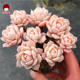 Snowy boutique pink succulent moon shadow old pile blue apple ice plum plant Luna lotus group life Nana Xiaogou Allen