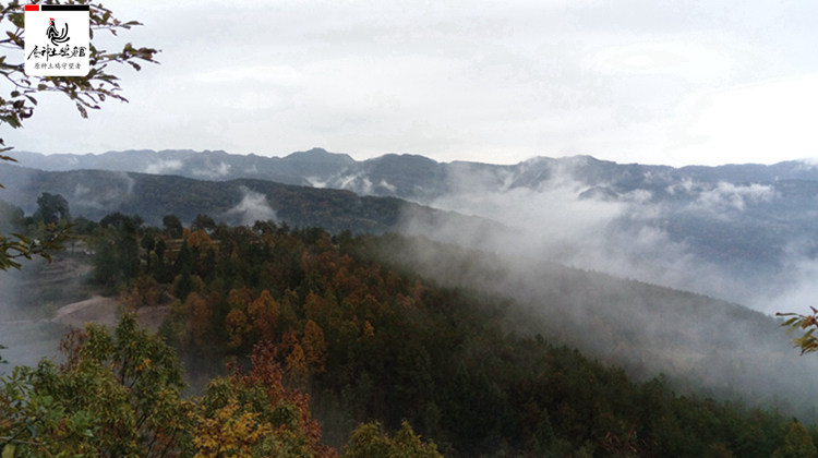 川东名鸡之四川万源旧院黑鸡