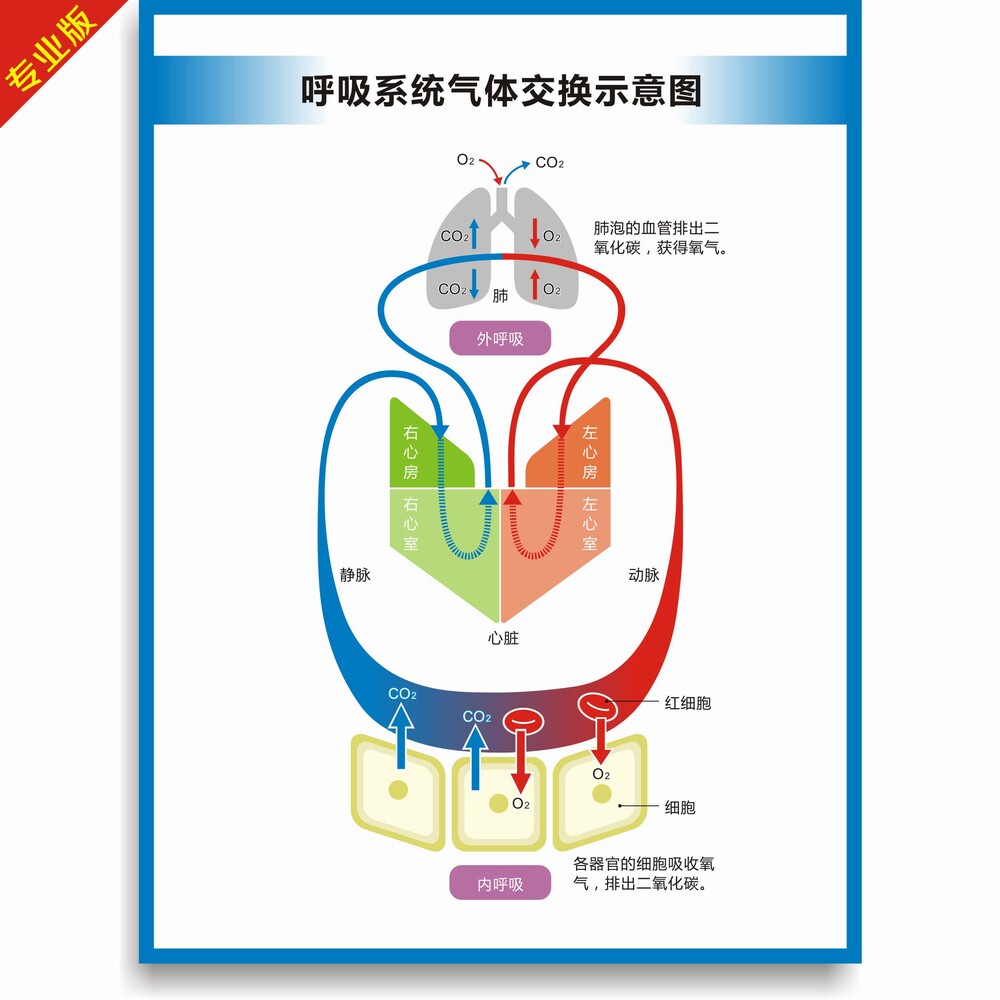呼吸系统气体交换图 高清内呼吸外呼吸解剖示意医科教用挂图