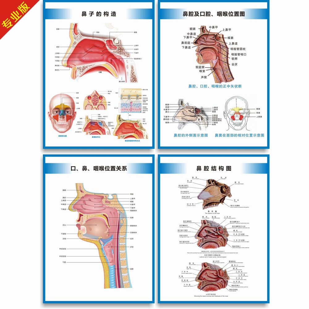 鼻子的構造圖鼻腔結構圖鼻腔解剖圖耳鼻喉科室掛圖醫療海報掛圖